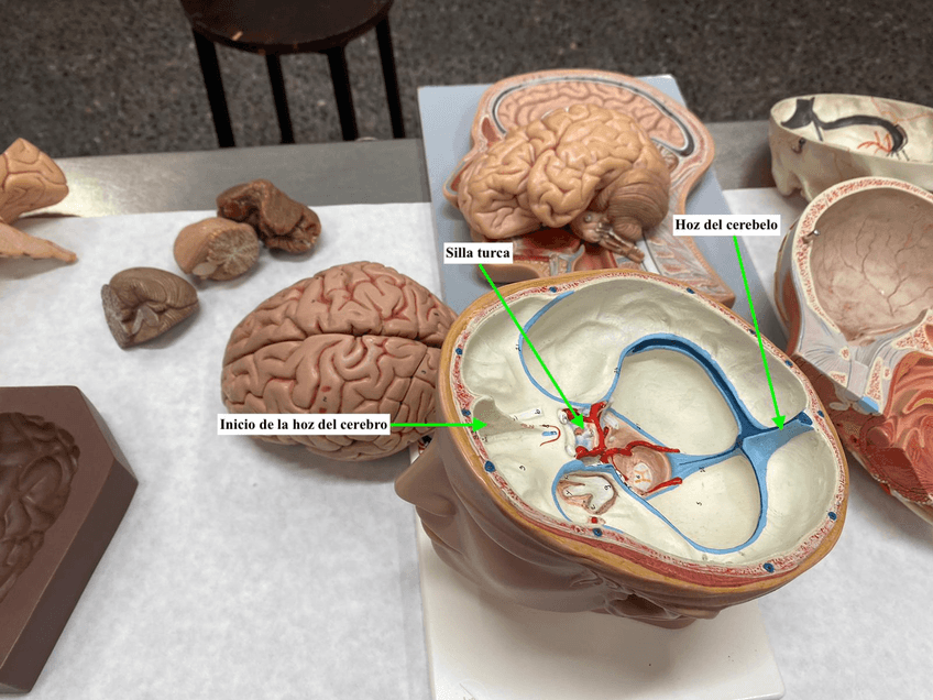 Miniatura del documento Maqueta-IV.jpg
