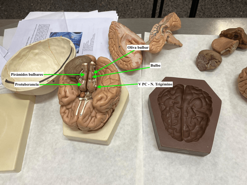 Miniatura del documento Maqueta-V.jpg