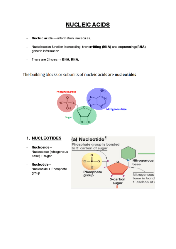 Miniatura del documento NUCLEIC ACIDS.pdf