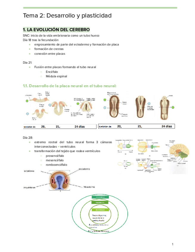 Miniatura del documento Tema-2-Neuro.pdf