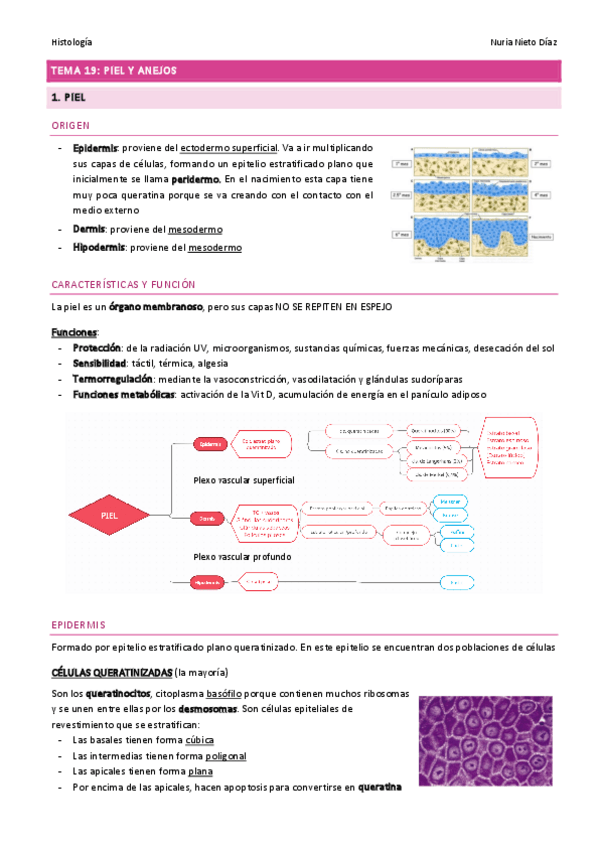 Miniatura del documento TEMA 19 - Piel y anejos.pdf