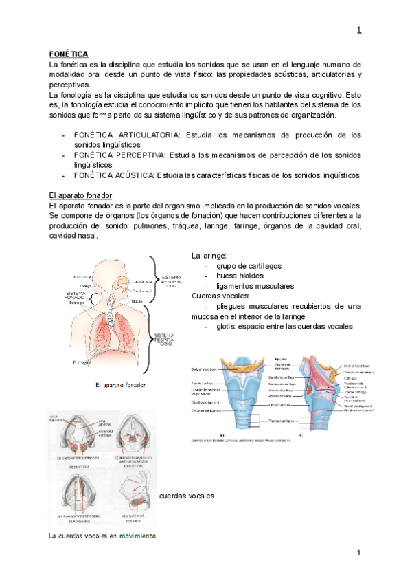 Miniatura del documento TEMA-5-FONETICA--FONOLOGIA.pdf