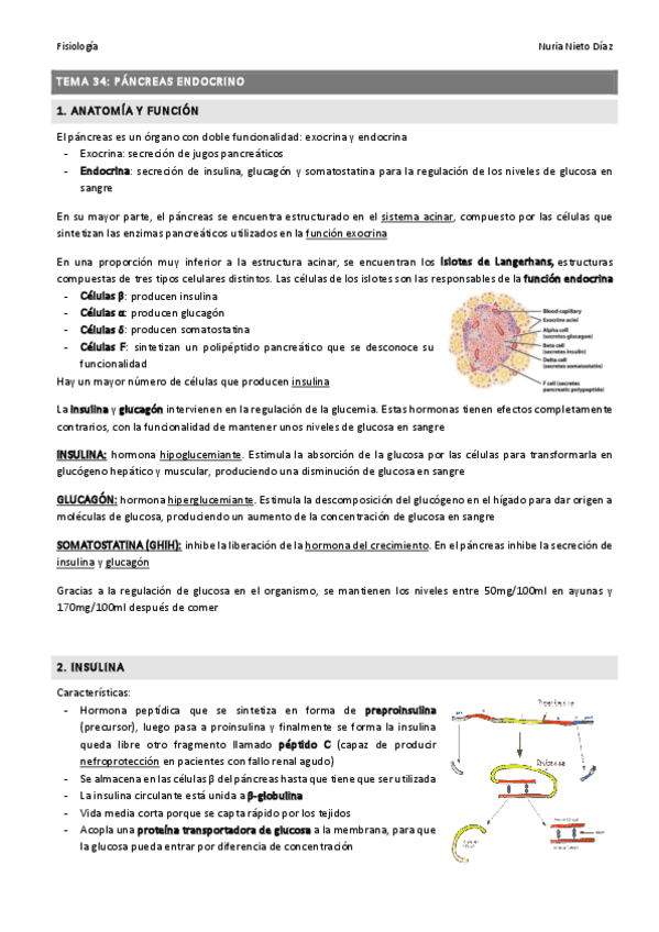 Miniatura del documento TEMA 34 - Páncreas endocrino.pdf