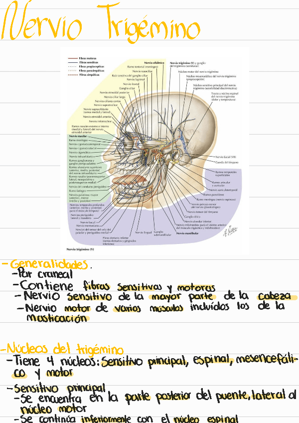 Miniatura del documento Nervio-trigemino.pdf