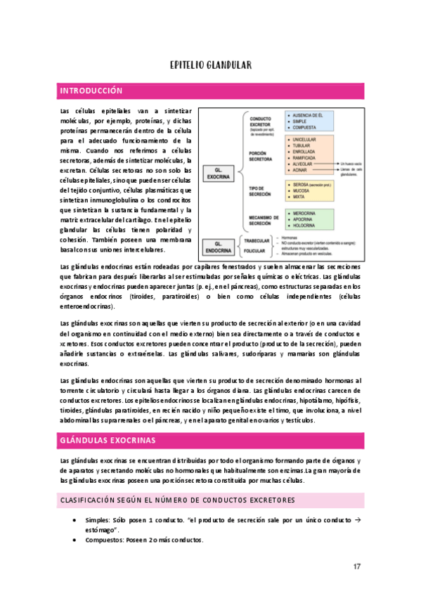 Miniatura del documento EPITELIO-GLANDULAR.pdf