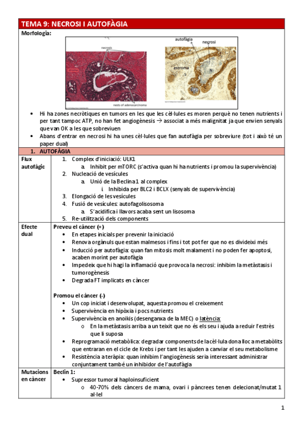 Miniatura del documento BC-Tema9necrosi-autofagia.pdf