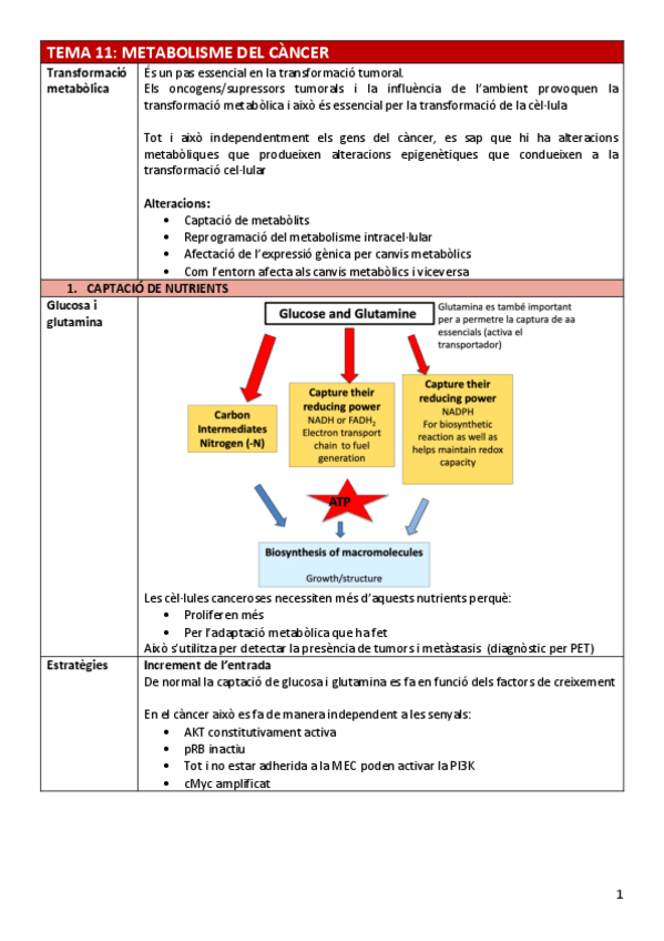 Miniatura del documento BC-Tema11metabolisme.pdf