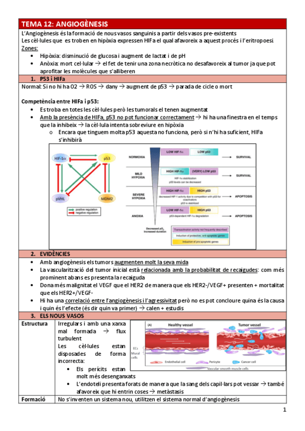 Miniatura del documento BC-Tema12angiogenesis.pdf