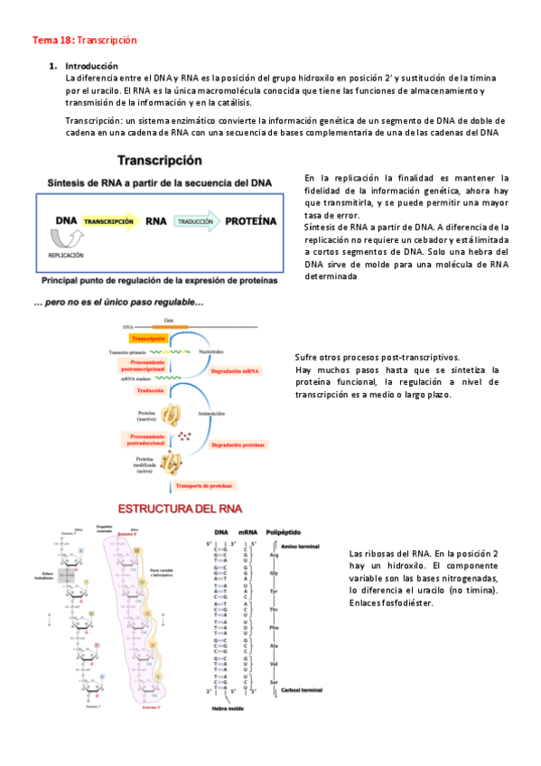 Miniatura del documento Transcripcion.pdf