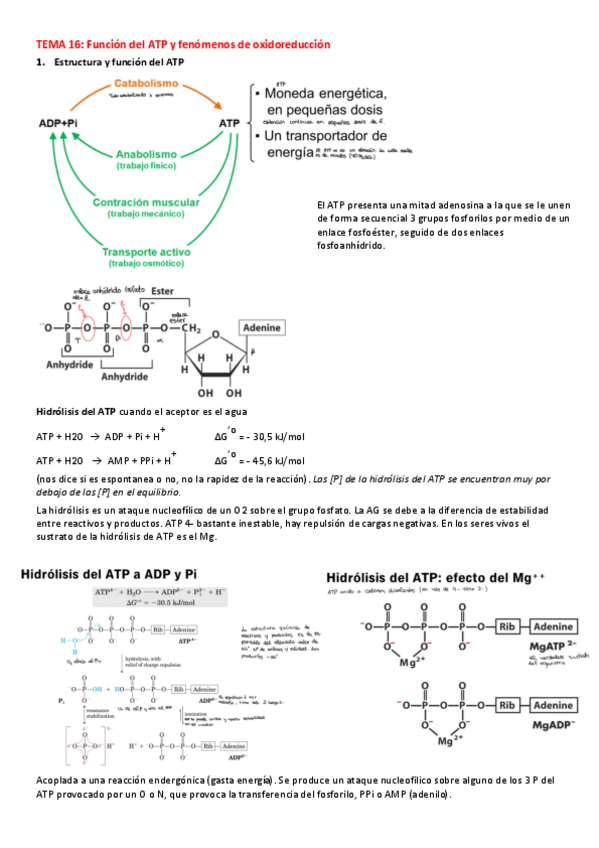 Miniatura del documento Funcion-del-ATP-y-fenomenos-de-oxidoreduccion.pdf