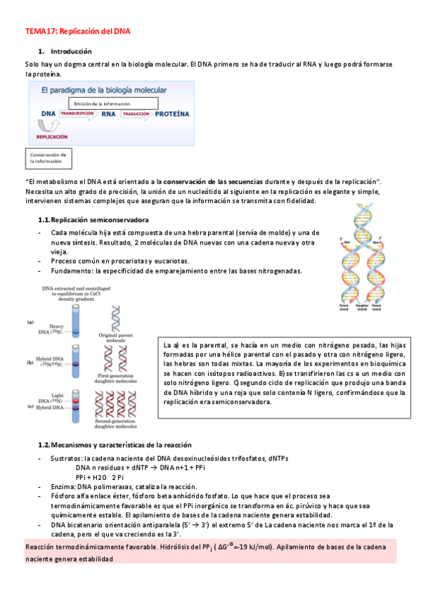 Miniatura del documento Replicacion-del-DNA.pdf