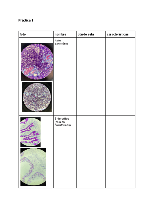 Miniatura del documento Practicas-biologia-celular-e-histologia.pdf