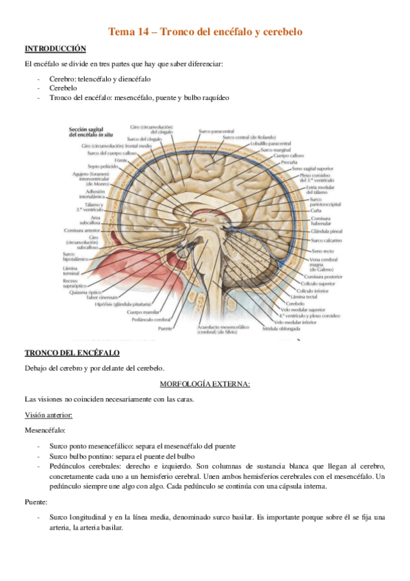 Miniatura del documento Tema-14-Tronco-del-encefalo-y-cerebelo.pdf
