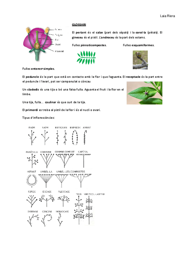 Miniatura del documento Plantes-Practiques.pdf