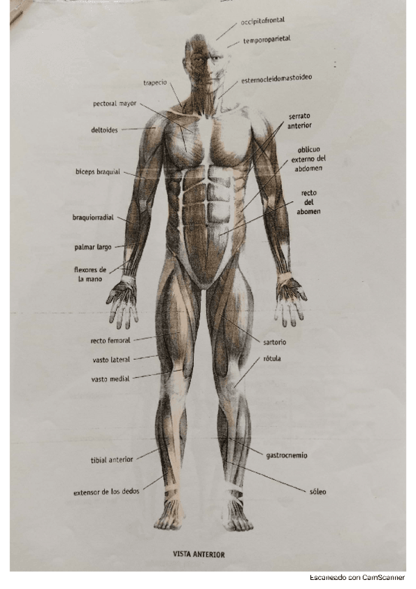 Miniatura del documento Sistema-muscular-Cuaderno-para-colorear.pdf