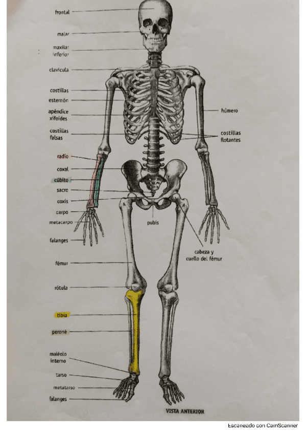 Miniatura del documento Sistema-esqueletico-Cuaderno-para-colorear.pdf
