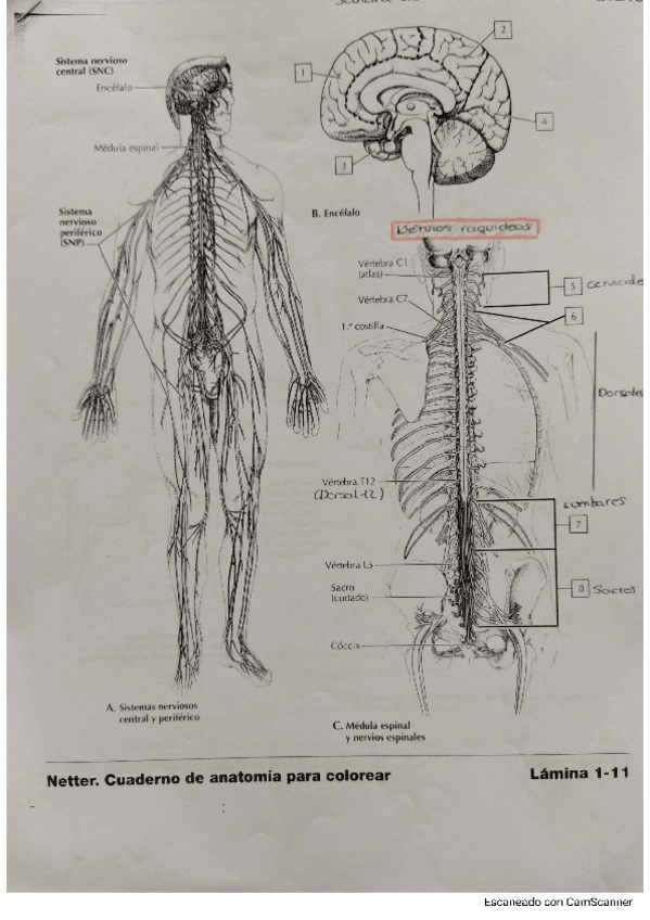 Miniatura del documento Sistema-nervioso-Cuaderno-para-colorear.pdf