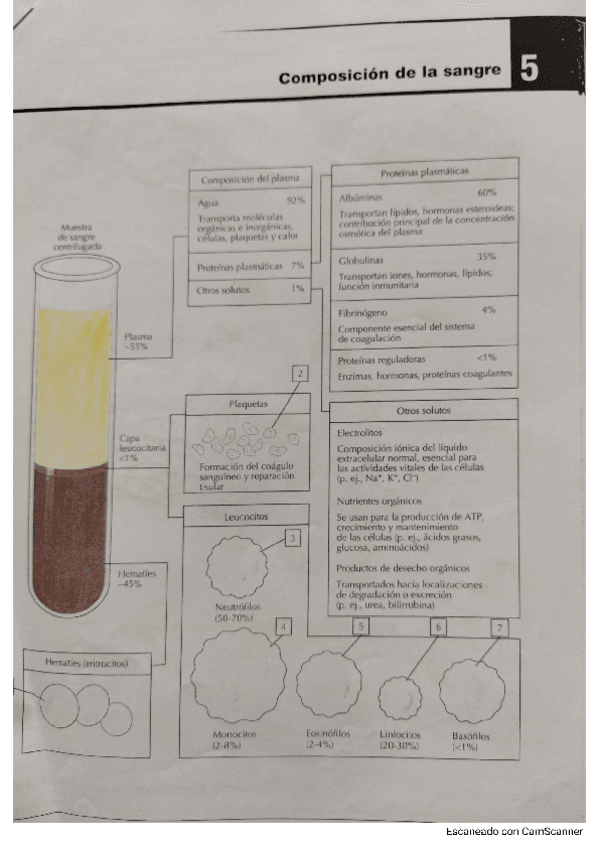 Miniatura del documento Aparato-circulatorio-Cuaderno-para-colorear.pdf