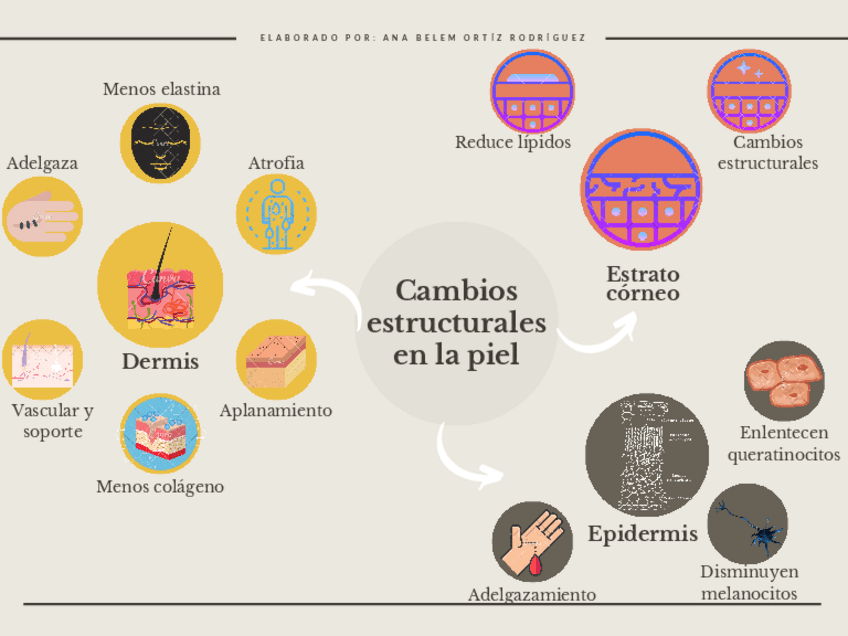 Miniatura del documento Cambios-en-la-piel.pdf