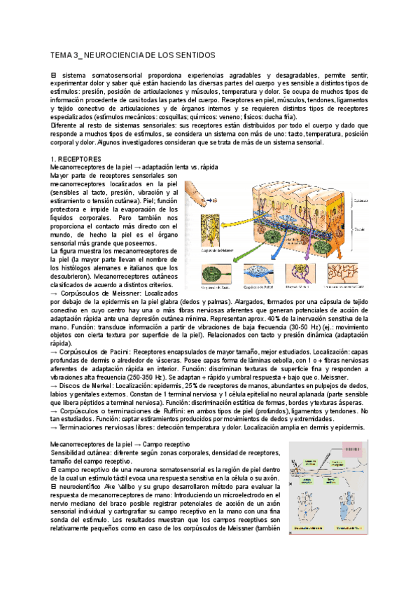 Miniatura del documento TEMA-3NEUROCIENCIA-DE-LOS-SENTIDOS.pdf