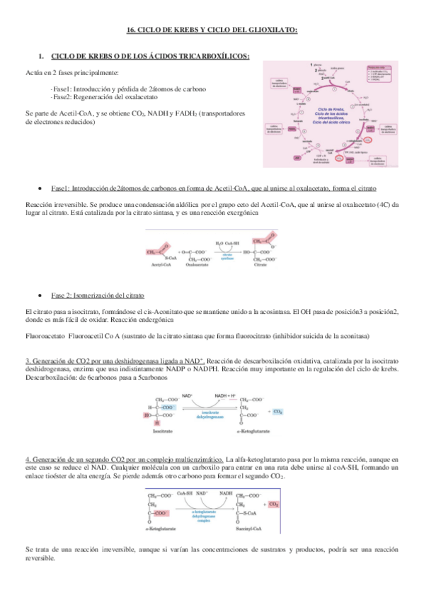 Miniatura del documento tema 16. ciclo de Krebs.pdf