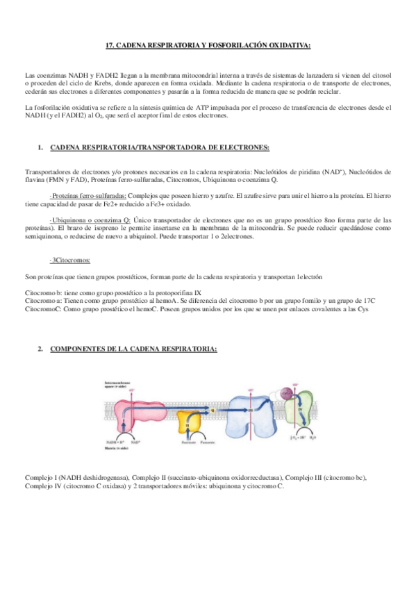 Miniatura del documento tema 17. cadena respiratoria y fosforilacion oxidativa.pdf