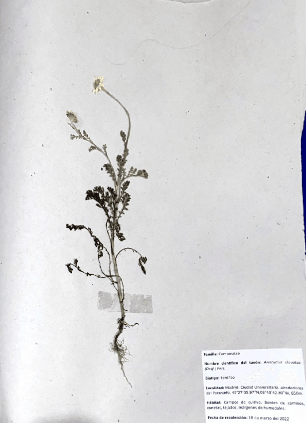 Miniatura del documento Herbario completo(fotos y fichas).pdf