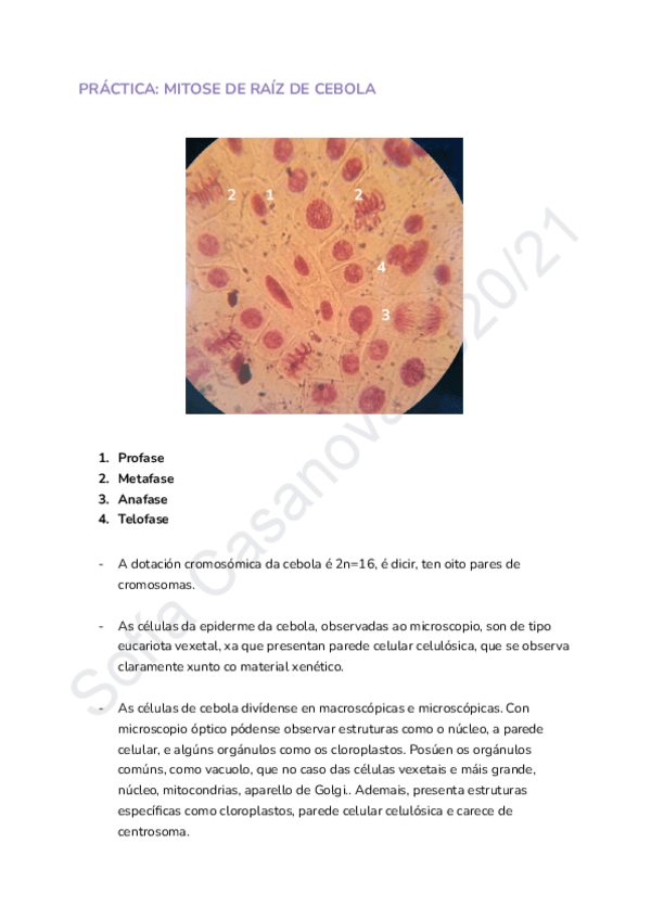 Miniatura del documento Practica-de-laboratorio-mitosis-de-una-raiz-de-cebolla.pdf