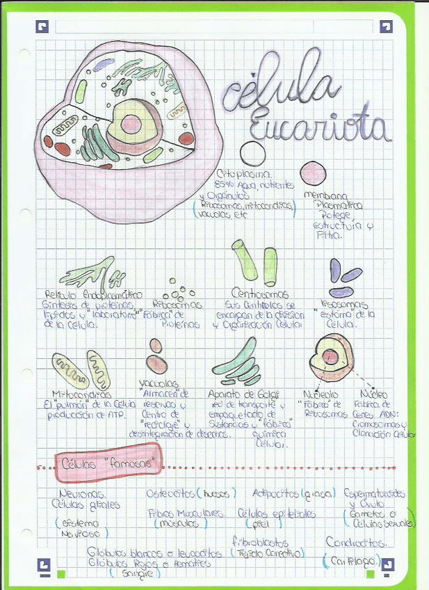 Miniatura del documento Celula-Eucariota-y-sus-partes.pdf