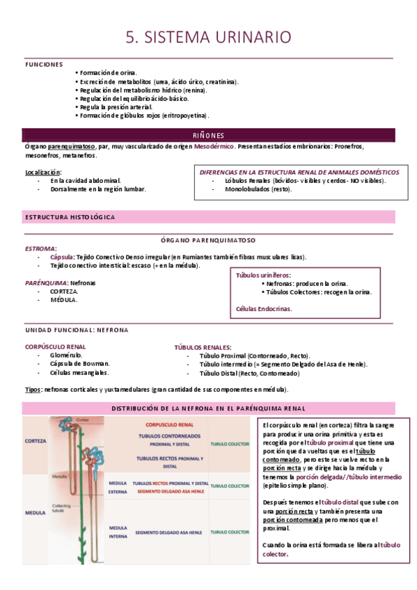 Miniatura del documento Sistema Urinario.pdf