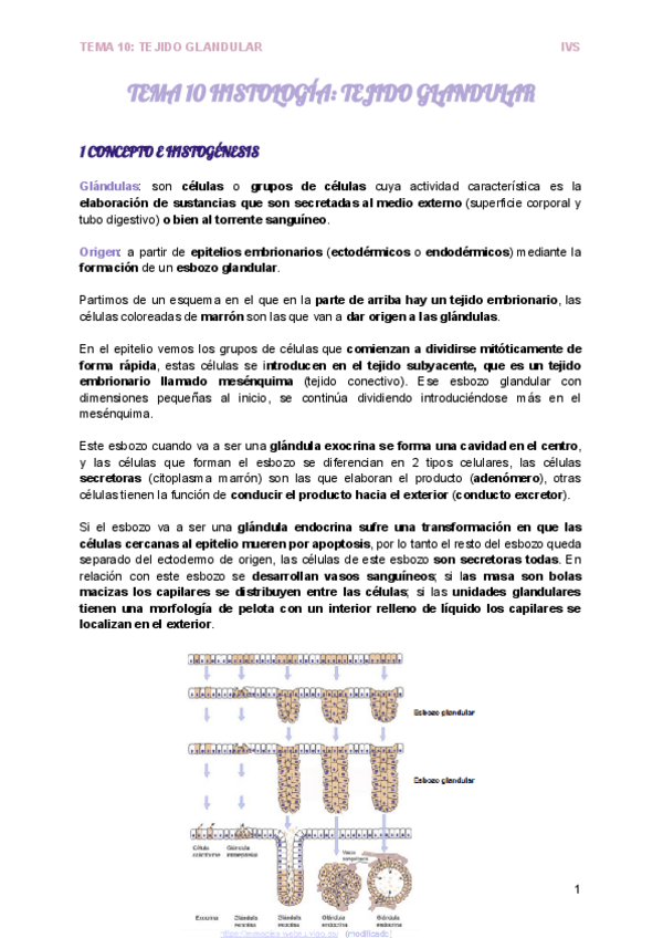 Miniatura del documento TEMA-10-HISTOLOGIA-TEJIDO-GLANDULAR.pdf