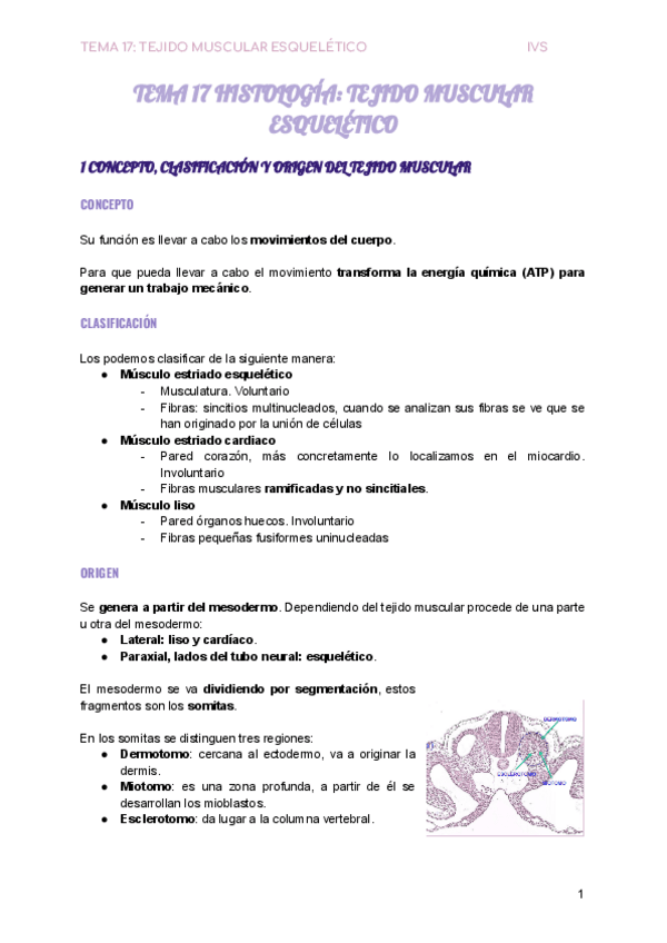 Miniatura del documento TEMA-17-HISTOLOGIA-TEJIDO-MUSCULAR-ESQUELETICO.pdf