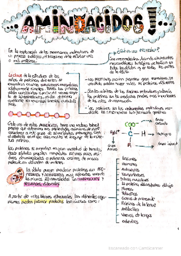 Miniatura del documento Aminoacidos-y-proteinas.pdf