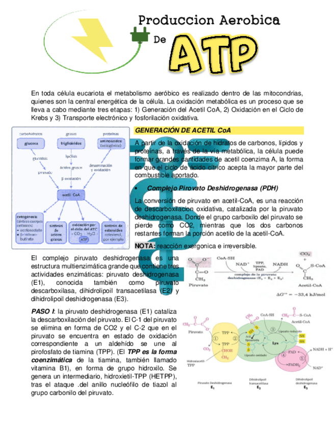 Miniatura del documento METABOLISMO-DEL-ATP.pdf
