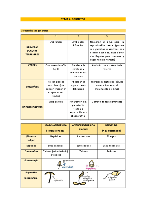 Miniatura del documento Tema-4 Botánica.pdf