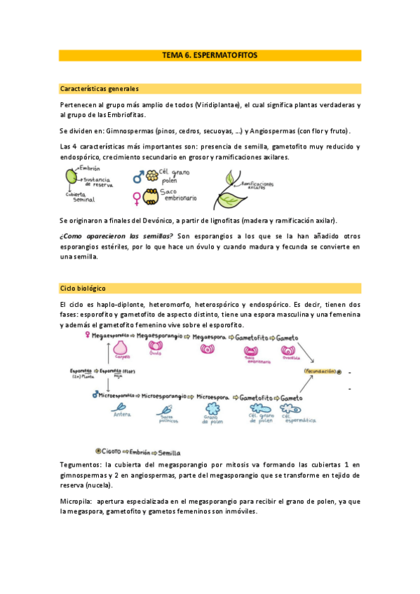 Miniatura del documento Tema-6 Botánica.pdf