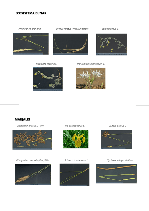 Miniatura del documento Visu - Botánica.pdf