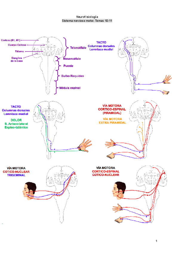 Miniatura del documento Neurofisiologia.-Temas-10-11.pdf