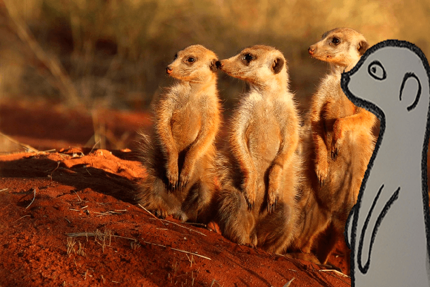 Miniatura del documento SURIKATO 2.jpg