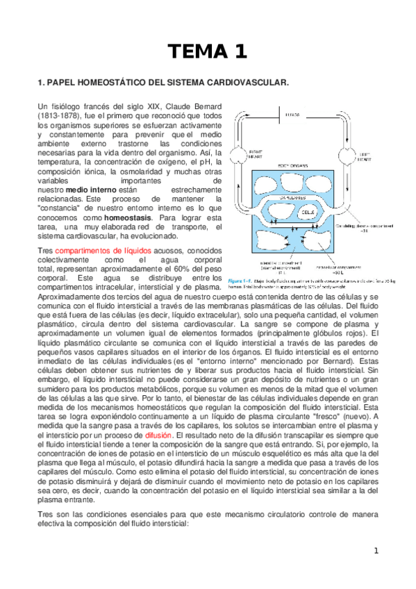 Miniatura del documento 5.-Apuntes-cardiovascular-Garcia-Estan.docx