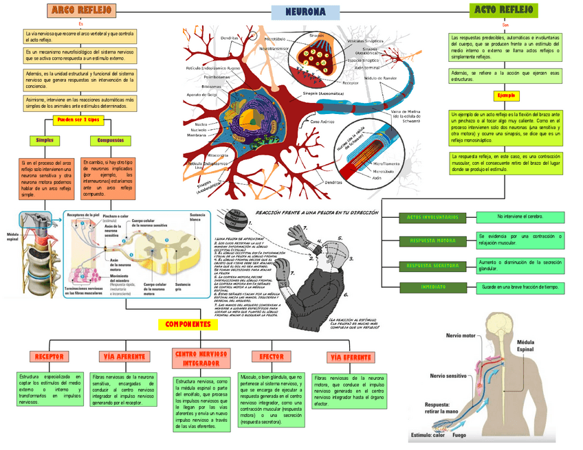 Miniatura del documento SISTEMA-NERVIOSO-ORGANIZADOR-GRAFICO.pdf