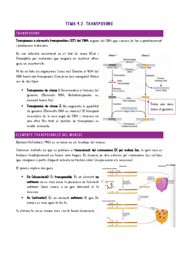 Miniatura del documento Tema-4.2-Transposons.pdf