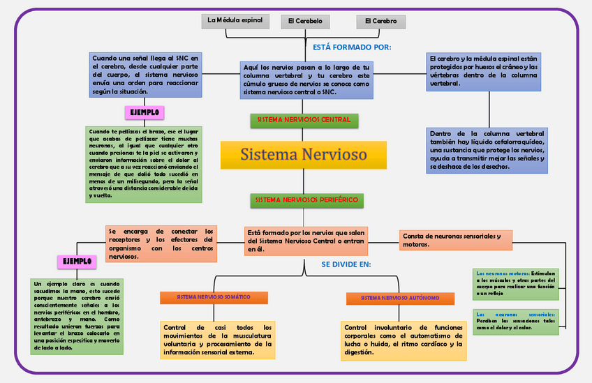 Miniatura del documento SISTEMA-NERVIOSO-CENTRAL-Y-PERIFERICO.pdf