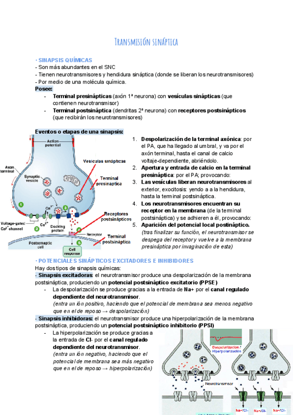 Miniatura del documento Tema-3.-Transmision-sinaptica.pdf