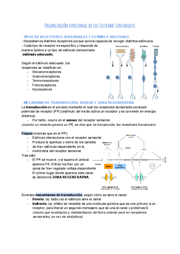 Miniatura del documento Tema-4.-Organizacion-funcional-de-los-Sistemas-Sensoriales.pdf