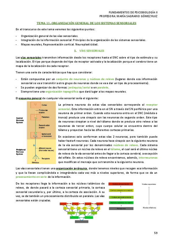 Miniatura del documento TEMA-11-PSICOBIOLOGIA-II.pdf