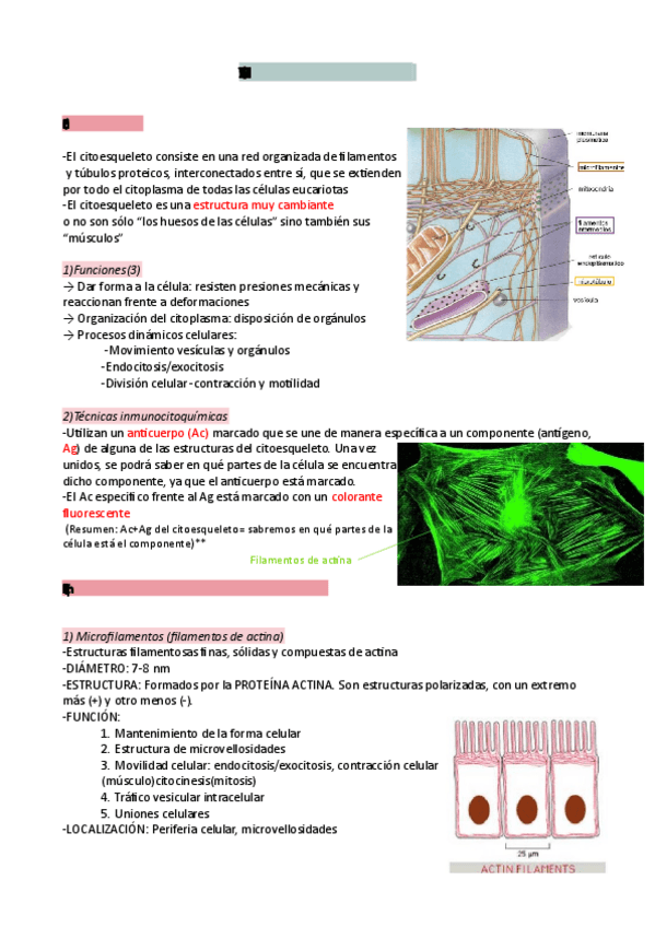 Miniatura del documento Tema-7-citologia-citoesqueleto.pdf