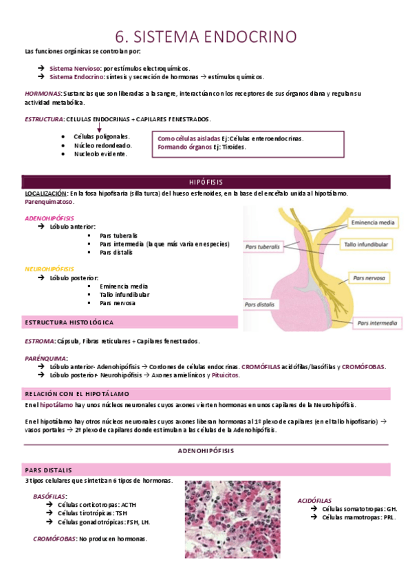 Miniatura del documento Sistema endocrino.pdf