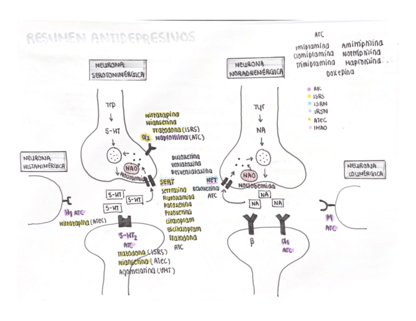 Miniatura del documento FC-II-Resumen-Antidepresivos.pdf
