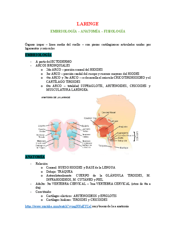 Miniatura del documento ANATO-EMBRIO-FISIO-LARINGE.pdf